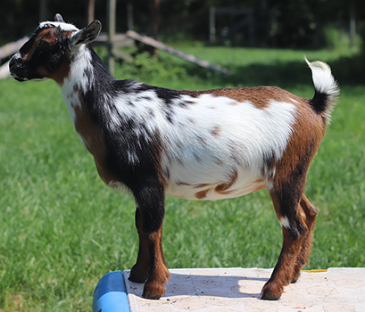 Lesperance Starstruck